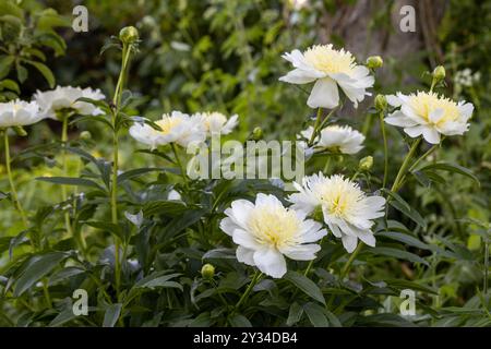 Pfingstrose-Sorte „Honey Gold“. Schöne cremeweiße Blumen mit gelber Mitte, Nahaufnahme Stockfoto