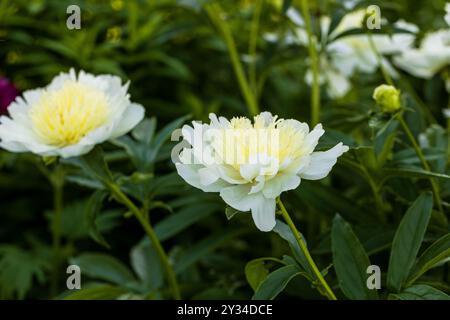 Pfingstrose-Sorte „Honey Gold“. Schöne cremeweiße Blumen mit gelber Mitte, Nahaufnahme Stockfoto