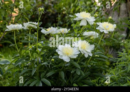 Pfingstrose-Sorte „Honey Gold“. Schöne cremeweiße Blumen mit gelber Mitte, Nahaufnahme Stockfoto