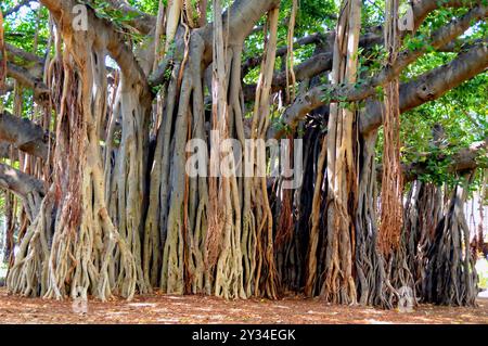 Sehr großer Banyan-Baum in Honolulu, Hawaii, USA Stockfoto