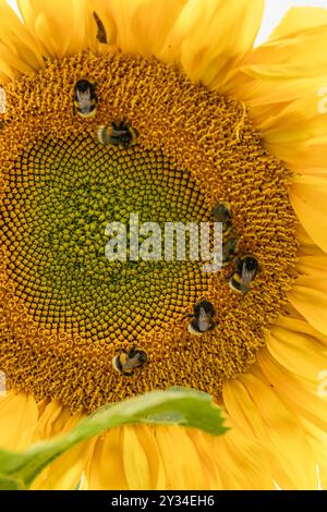 Hummeln sammeln Pollen und Nektar auf einer Sonnenblume hoch oben am Himmel Stockfoto