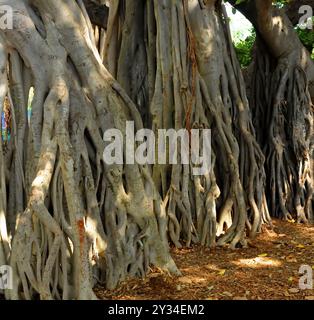 Sehr großer Banyan-Baum in Honolulu, Hawaii, USA Stockfoto