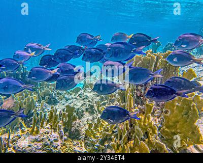 Acanthurus coeruleus ist eine Art von Meeresrochenflossen, die zur Familie der Acanthuridae gehört, die Chirurgenfische, Einhörnfische und Tangs, Stockfoto