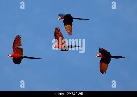 Gruppe von Scharlach-Aras (Ara macao), die gegen den blauen Himmel fliegen, Alta Floresta, Amazonas, Brasilien Stockfoto