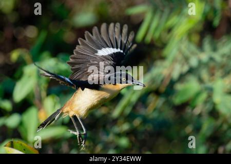 Donacobius (Donacobius atricapilla) im Flug im tropischen Wald, Alta Floresta, Amazonas, Brasilien Stockfoto