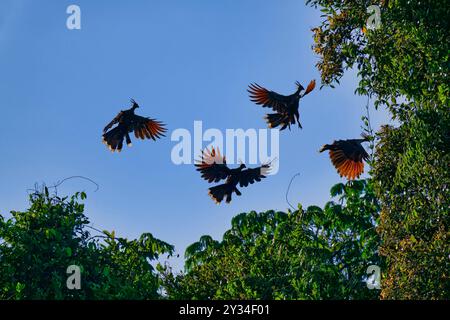 Gruppe von Hoatzin oder Andenkochen (Opisthocomus hoazin), die über den tropischen Wald fliegen, Alta Floresta, Amazonas, Brasilien Stockfoto