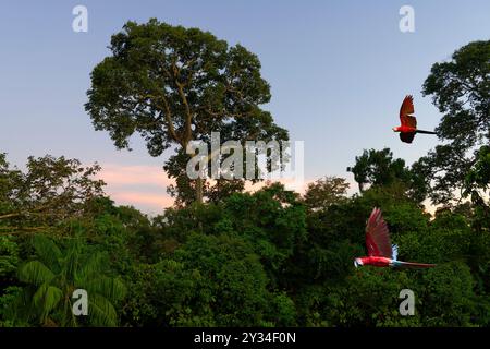 Zwei Scharlacharas (Ara macao) fliegen bei Sonnenaufgang über den tropischen Wald, Alta Floresta, Amazonas, Brasilien Stockfoto