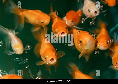 Bunte japanische Koi-Karpfenfische in einem Teich. Stockfoto