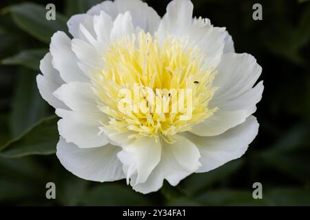 Pfingstrose-Sorte „Honey Gold“. Schöne cremeweiße Blumen mit gelber Mitte, Nahaufnahme Stockfoto