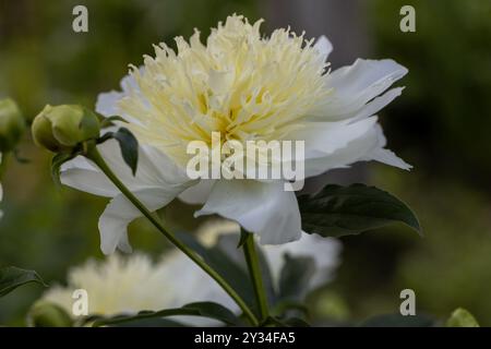 Pfingstrose-Sorte „Honey Gold“. Schöne cremeweiße Blumen mit gelber Mitte, Nahaufnahme Stockfoto