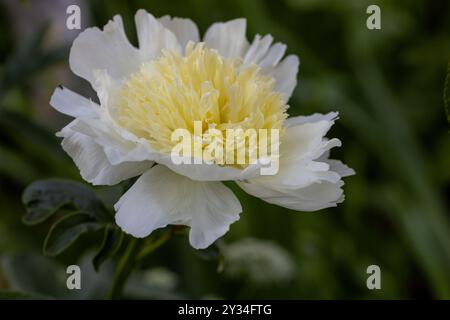 Pfingstrose-Sorte „Honey Gold“. Schöne cremeweiße Blumen mit gelber Mitte, Nahaufnahme Stockfoto