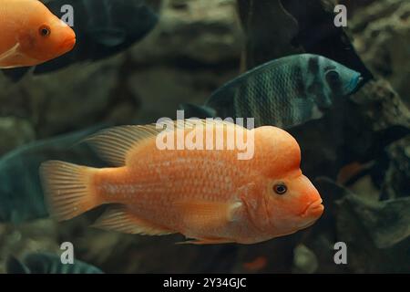 Grosse Fische Cichlasoma labiatum in einem grossen Aquarium. Stockfoto