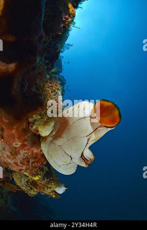 Golden Sea Squirt (Polycarpa aurata) an einem Absetzriff in Papua-Neuguinea Stockfoto