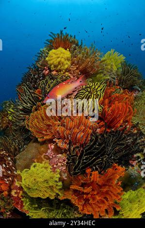 Dianas Hawkfish (Bodianus diana) an einem farbenfrohen Korallenriff, Korallenblock mit Krinoiden, Federsterne (Familie der Comasteridae), Papua-Neuguinea Stockfoto