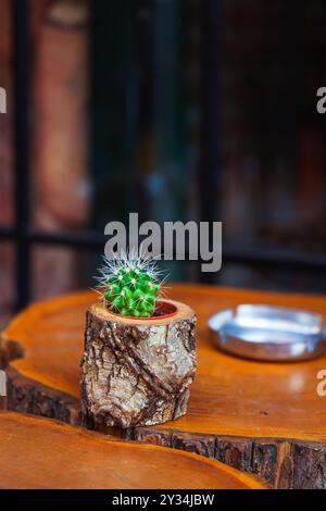 Ein kleiner Kakteen in einem Topf in Form eines Stumpfes auf einem Tisch aus Schnittholz Stockfoto