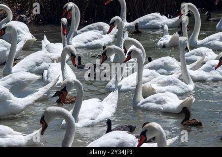 Eine Schar Schwäne und Enten auf dem See. Stockfoto