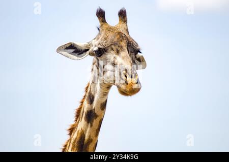 Isolierte Giraffe in der Nähe von Acacia im Park von Mara Kenia Stockfoto