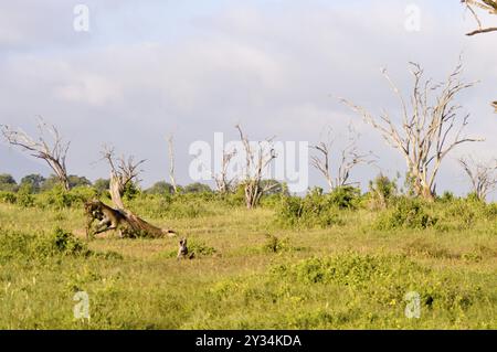 Wald der Toten Bäume in der Savanne von East Tsavo Park in Kenia Stockfoto