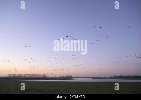 Weißfrontgans (Anser albifrons), abfliegende Gänseherde, vom Hof, bei Sonnenaufgang, Naturschutzgebiet Bislicher Insel, Niederrhein, Nordrhein Stockfoto