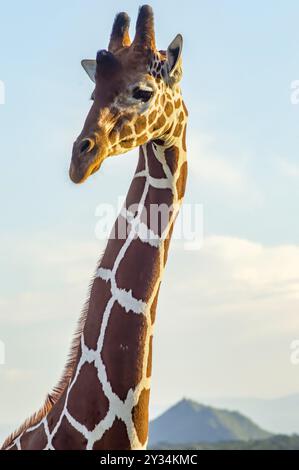 Hals und Kopf einer Giraffe in der Nähe ein grüner Baum in Samburu Park im Zentrum von Kenia Stockfoto