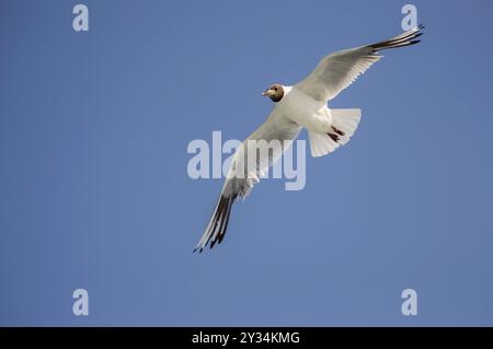 Goeland fliegt mit Flügeln von unten unter blauem Himmel Stockfoto