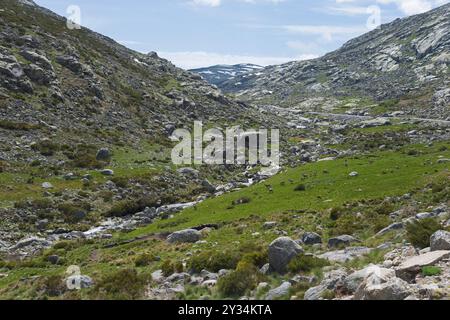 Berglandschaft mit einem Fluss, der durch ein felsiges, grünes Tal fließt, umgeben von Bergen unter einem blauen Himmel, Herde von iberischem Steinbock, Garganta de Pra Stockfoto