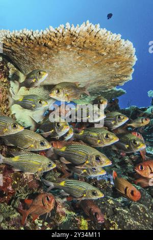 Kleiner Schwarm leuchtender Straßenkehrer (Gnathodentex aurolineatus) unter Hyazinthen-Tafelkorallen (Acropora hyacinthus), Indischer Ozean, Mauritius, Afrika Stockfoto