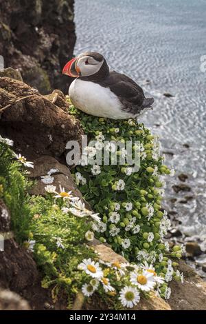 Puffin (Fratercula arctica) sitzt zwischen Blumen auf einer Klippe am Meer, Sommer, Latrabjarg, Westfjorde, Island, Europa Stockfoto