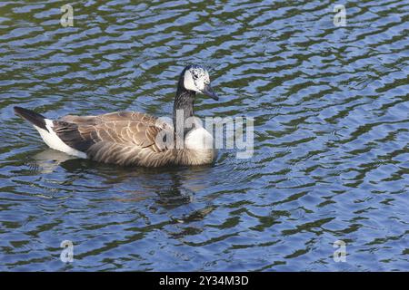 Kanadische Gans (Branta canadensis), mit Leuzismus, in einem Teich, Nordrhein-Westfalen, Deutschland, Europa Stockfoto