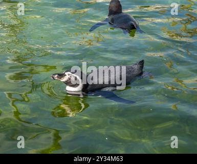 Schwimmen von Humboldt-Pinguinen, Woodside Wildpark, Lincoln, Lincolnshire, England, UK Stockfoto