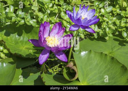 Blau-violette tropische Seerosen im Gartenteich, Riesenteich Dunkelviolett, Seerose, Baden-Württemberg, Deutschland, Europa Stockfoto