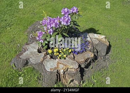 Blumen, Rhododendron in altem Baumstumpf, Catawbiense Grandiflorum, Blüten, Bundesrepublik Deutschland Stockfoto