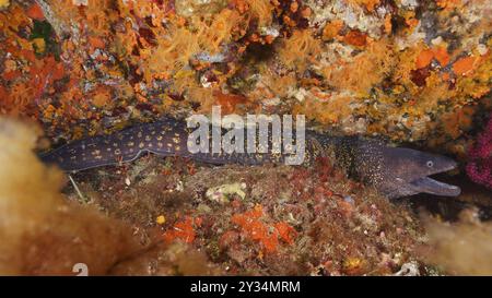 Mediterraner Muränen (Muraena helena) versteckt in einem farbenfrohen Riff auf dem Meeresboden. Tauchplatz Giens Peninsula, Provence Alpes Cote d'Azur, Frankreich, EUR Stockfoto