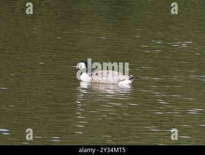 Kanadische Gans (Branta canadensis), mit Leuzismus, in einem Teich, Nordrhein-Westfalen, Deutschland, Europa Stockfoto