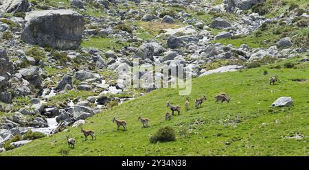 Eine Gruppe von Ziegen, die auf einer grünen Wiese in einer felsigen Berglandschaft weiden, Gredos Steinbock (Capra pyrenaica victoriae), Iberischer Steinbock (Capra pyrenaica), IBE Stockfoto