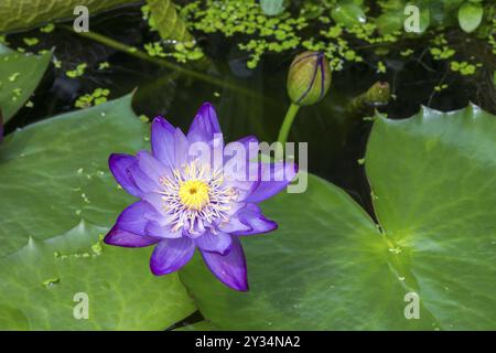 Blau-violette tropische Seerose im Gartenteich, Riesenteich Dunkelviolett, Seerose, Entengras, Baden-Württemberg, Deutschland, Europa Stockfoto