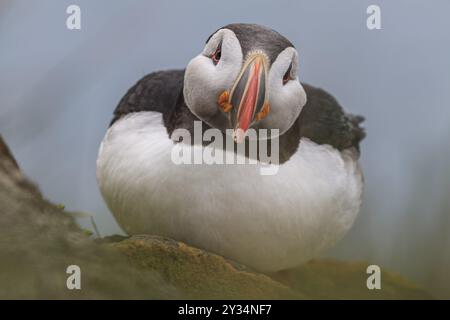 Puffin (Fratercula arctica) sitzt auf einer Klippe am Meer, frontal, Porträt, Sommer, Latrabjarg, Westfjorde, Island, Europa Stockfoto