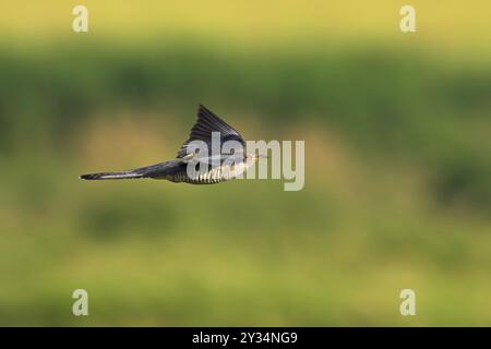 Kuckuck, (Cuculus canorus), Flugfoto, Bezirk Worms, Rheinland-Pfalz, Bundesrepublik Deutschland Stockfoto