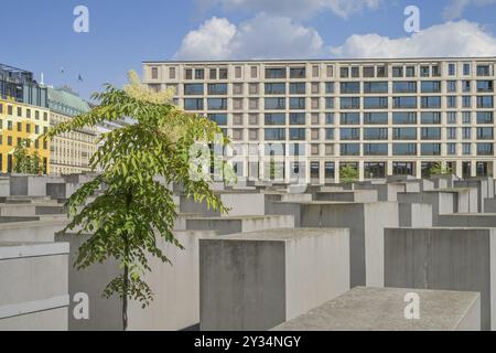 Holocaust Memorial, Stelenfeld, Mitte, Berlin, Deutschland, Europa Stockfoto