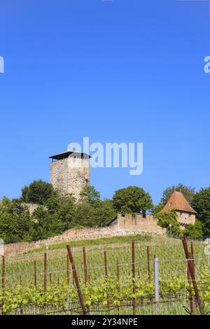 Schloss Hohenbeilstein, Burg auf einem Hügel, Weinberge, Beilstein, Bezirk Heilbronn, Baden-Württemberg, Deutschland, Europa Stockfoto