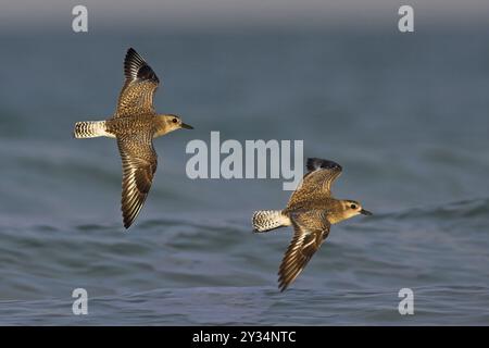 Kleiner Ringpflauer (pluvialis squatarola), zwei Vögel im Flug, ft. De Soto Park, St. Petersburg, Florida, USA, Nordamerika Stockfoto