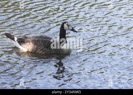 Kanadische Gans (Branta canadensis), mit Leuzismus, in einem Teich, Nordrhein-Westfalen, Deutschland, Europa Stockfoto