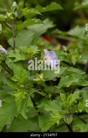 Apfel von Peru, AKA Shoo Fliegenpflanze: Nicandra physalodes. Botanischer Garten, Surrey, Großbritannien Stockfoto