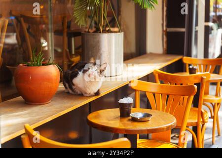 Niedliche streunende Katze in einem Café in Istanbul Stockfoto