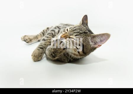 Porträt Tabby Katze leckt sich die Pfote und pflegt sich selbst. Isoliert auf weißem Hintergrund Stockfoto