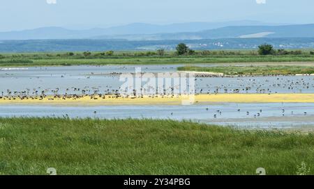 Graugänse (Anser anser) auf einer Sandbank im Salzsee lange Lacke, Apetlon, Nationalpark Neusiedl-Seewinkel, Burgenland, Österreich, Stockfoto