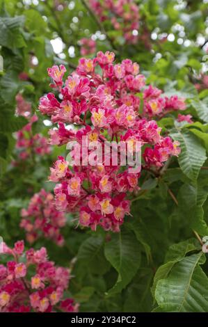 Blüten einer roten Kastanie (Aesculus pavia), Bayern, Deutschland, Europa Stockfoto