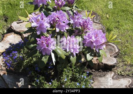 Blumen, Rhododendron in altem Baumstumpf, Catawbiense Grandiflorum, Blüten, Bundesrepublik Deutschland Stockfoto