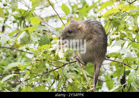 Eine junge Norwegerratte (Rattus norvegicus), die an einem Blatt knabbert, umgeben von grüner Vegetation in freier Wildbahn, Hessen, Deutschland, Europa Stockfoto