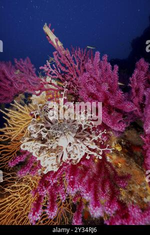 Ein leuchtender Farbtupfer im Mittelmeer: Violescent Sea Peitsche (Paramuricea clavata) mit offenen Polypen, Gelbgorgonier (Eunicella cavolinii) und Mediter Stockfoto